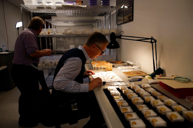 Gold treasure recovered from 1857 shipwreck goes on display in California Gold treasure recovered from 1857 shipwreck goes on display in California