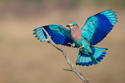 indian roller bird birds sanctuary kulik heronry visit myanmar which asia watching tour days sns