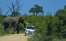 Gajah serang kereta