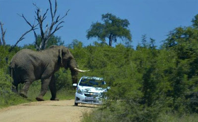 Gajah serang kereta