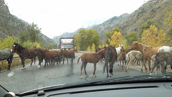 Kirghizistan, chevaux, © L. Gigout, 2012