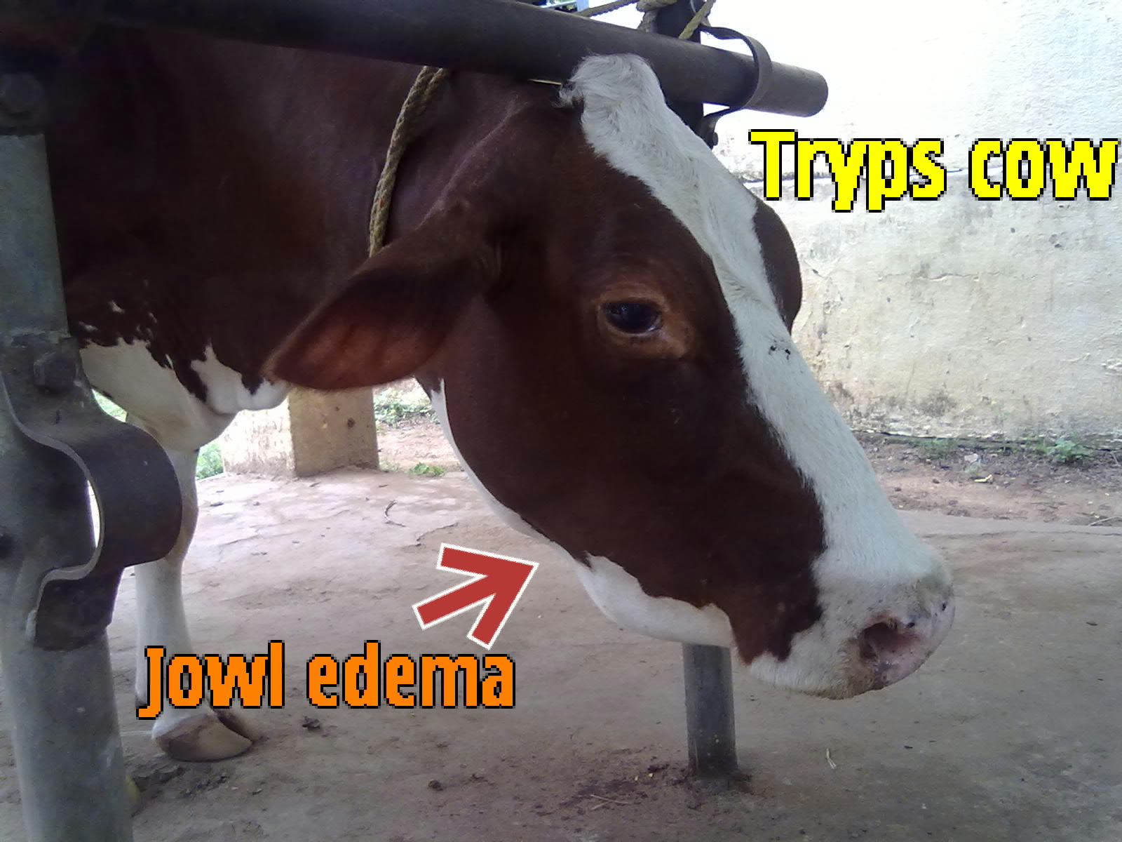 Dr. C. Pavan Kumar, Veterinarian November 2011