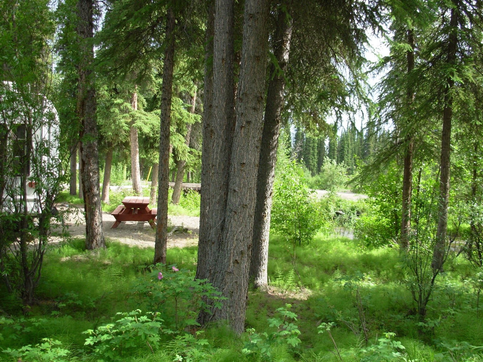 Nesbitt Travels Tolsona Wilderness Campground, Alaska