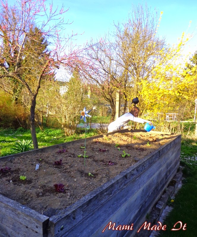 And she pours with zest the freshly planted lettuce plants