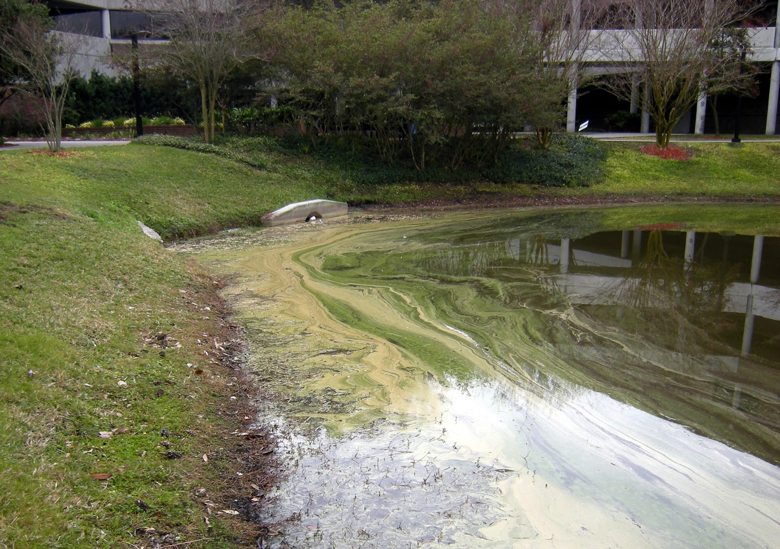 sperm Pond scum and Asian porn girl mad