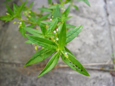 Rumput Mutiara  or Hedyotis Corymbosa (L.) Link