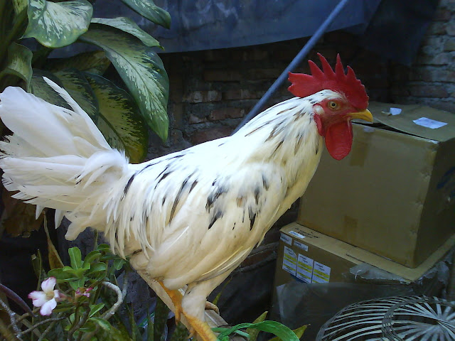 Inilah Ayam Yang Tidak Akan Pernah Berkokok Pagi-pagi || Apa Yang Menjadi Penyebabnya Inilah Ayam Yang Tidak Akan Pernah Berkokok Pagi-pagi || Apa Yang Menjadi Penyebabnya