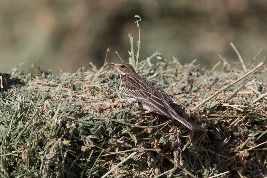Red-throated Pipits Anthus cervinus 