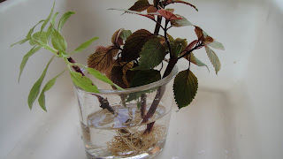 Mint Basil Stalk Roots