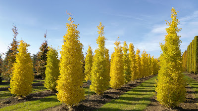 Ginkgo Biloba Tree Problems
