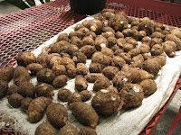 taro tubers taro tubers
