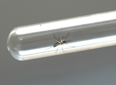 Vírus mais agressivo da dengue avança no Brasil