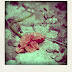 Bottiglie, papaveri e polaroid
