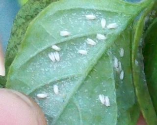 planta de aji con plaga, mosca blanca