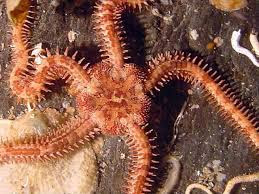 Ophiopholis aculeata Ophiopholis aculeata