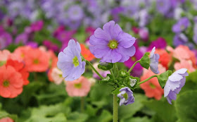 Poison Primrose