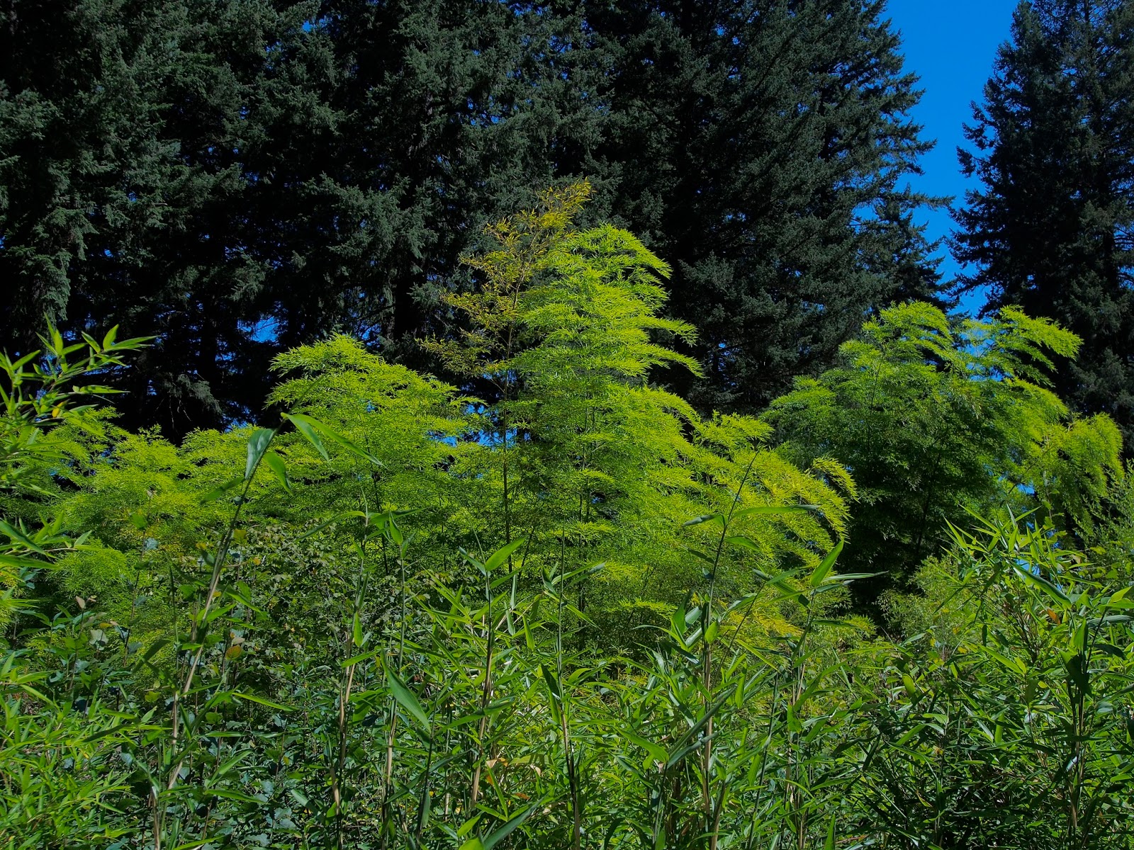 Bamboo at the Hoyt Arboretum