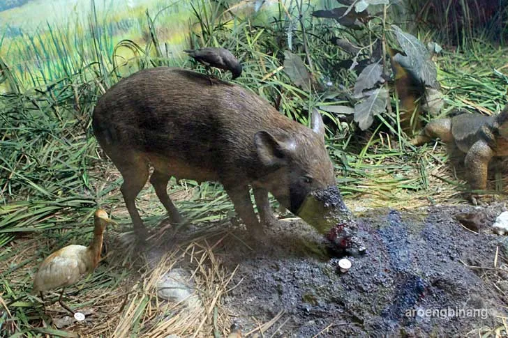 babi hutan museum zoologi bogor
