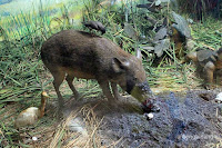 museum zoologi bogor