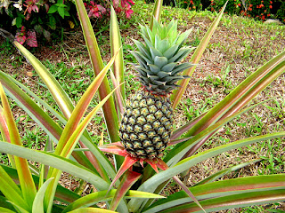 theRVGourmet, What's so Good About Pineapple-Plant