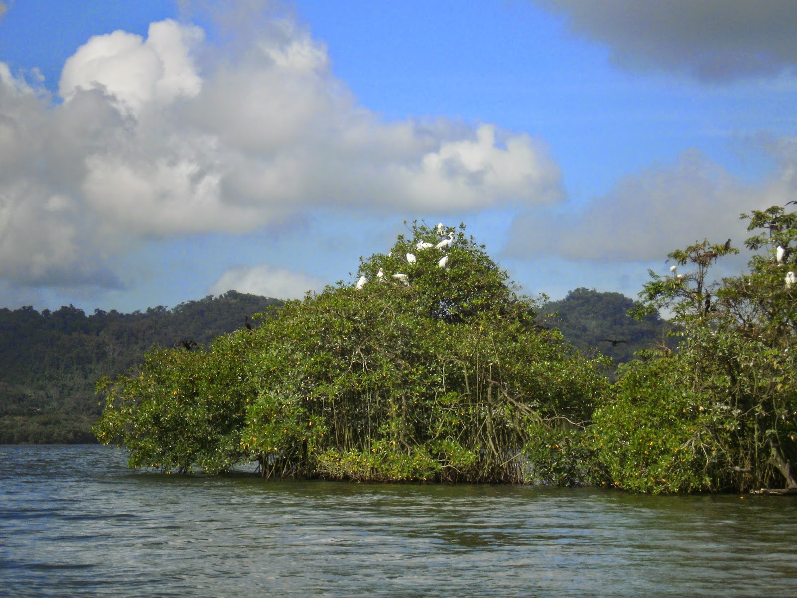 SyE viajando La belleza de Río Dulce