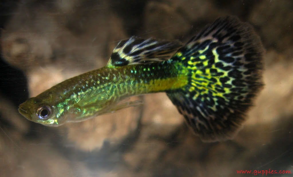 Gambar, Foto Guppy Green Cobra Jenis Ikan Hias Tawar Yang Berwarna Hijau