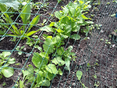 Allotment Growing - Turnips - Seedings