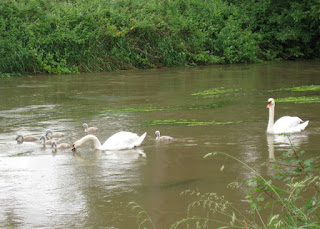 A pair of swans and six cygnets in a river near Ramsen, Switzerland.