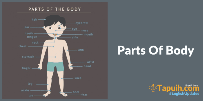 Materi Lengkap Vocabulary : Parts of Body