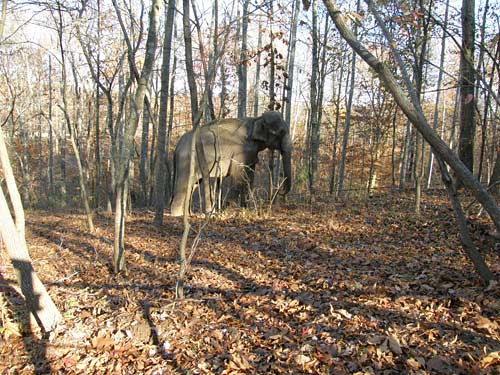 Strange Forest Creature Spotted In Western Pennsylvania Breakdown Video