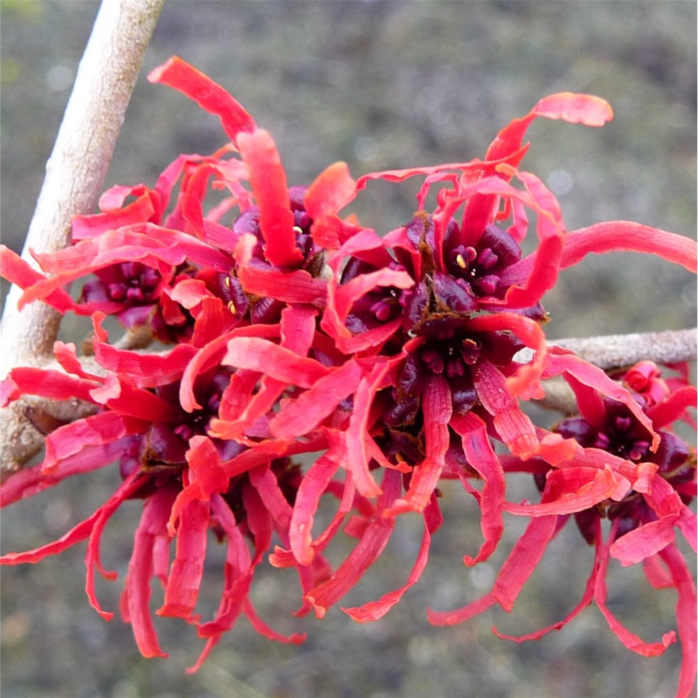 the garden A tree blooms in winter