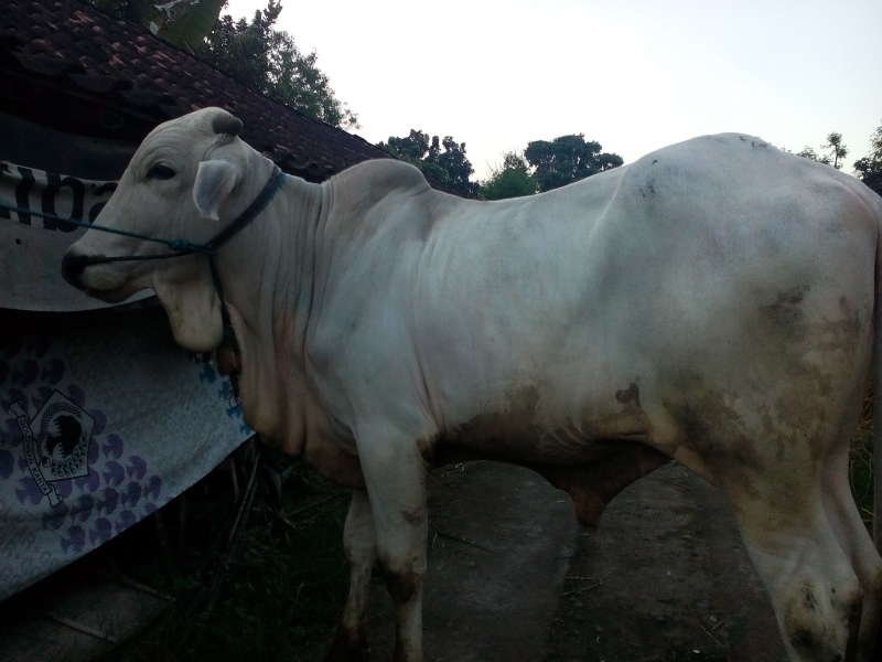 Foto Sapi Kurban Jogja 03