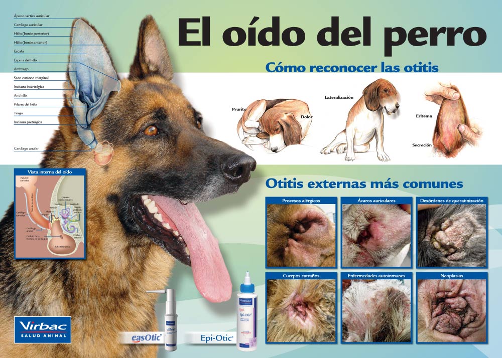 Mundoboxer Net Otitis Caninas