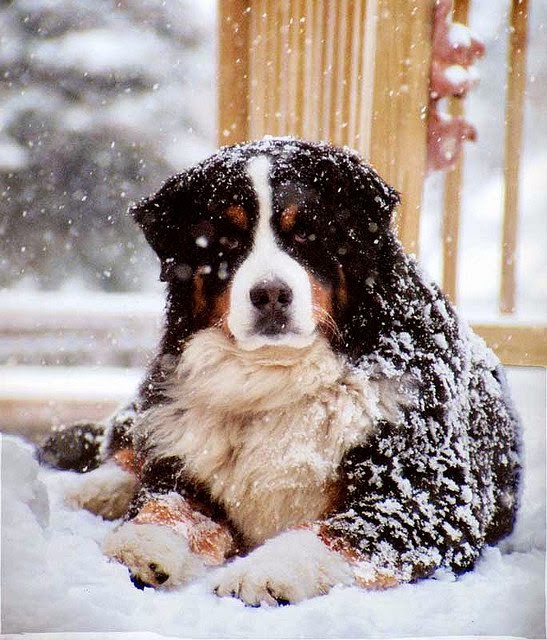 cold weather dogs top dogs for cold weather my dogs cold weather dogs top dogs for cold weather my dogs