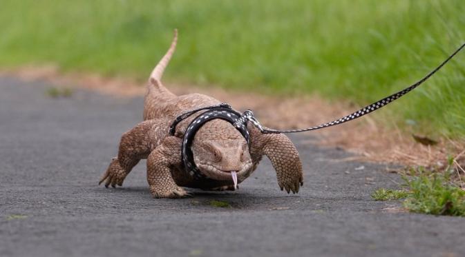 Lensa Gokil Bukan Anjing Pria Pilih Ajak Jalan Cicak Raksasa