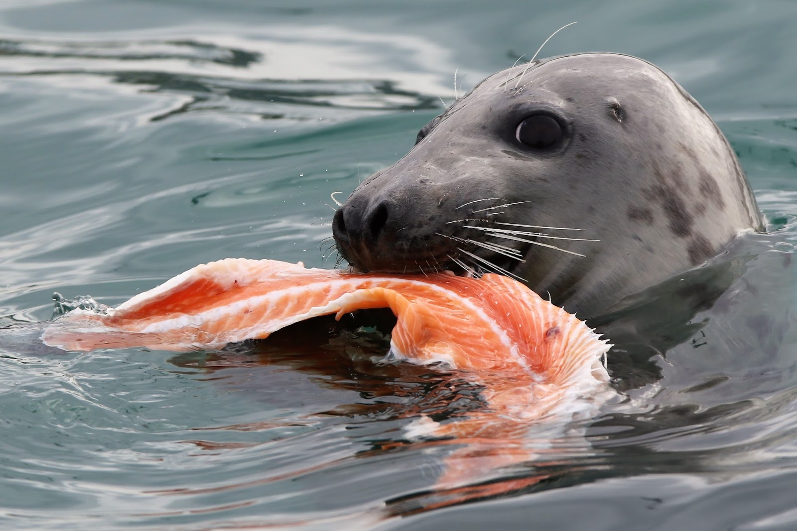 Murfs Wildlife : Atlantic Grey Seals