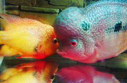 Download 980 Background Aquarium Ikan Louhan Paling Keren