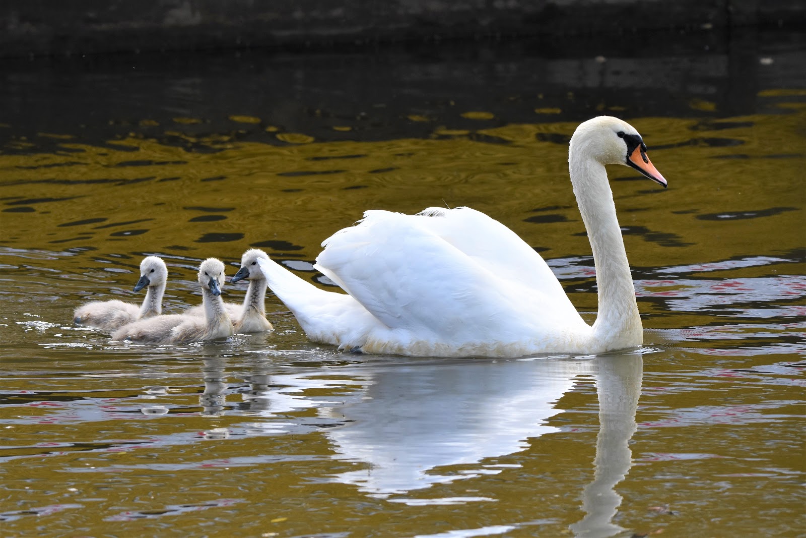 swan-facts-types-diet-reproduction-classification-pictures