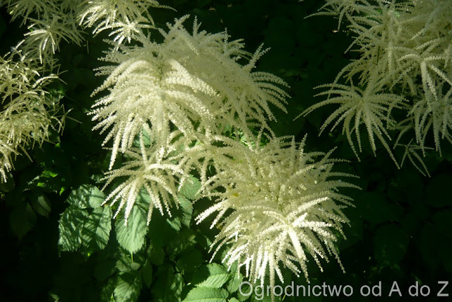 Parzydło leśne Aruncus dioicus, Aruncus sylvestris