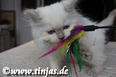 Britisch Langhaar Kitten spielt spielendes Britisch Langhaar Kitten
