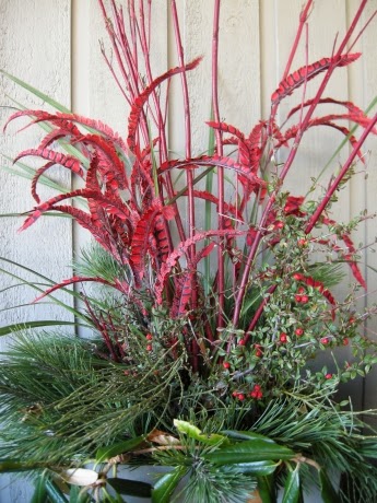 Christmas planter, red dogwood, pine, 