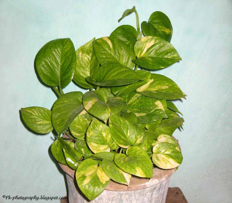Money plant pictures Nature, Cultural, and Travel Photography Blog