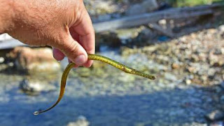 Βρέθηκε σπάνιο τροπικό ψάρι στο Ναύπλιο
