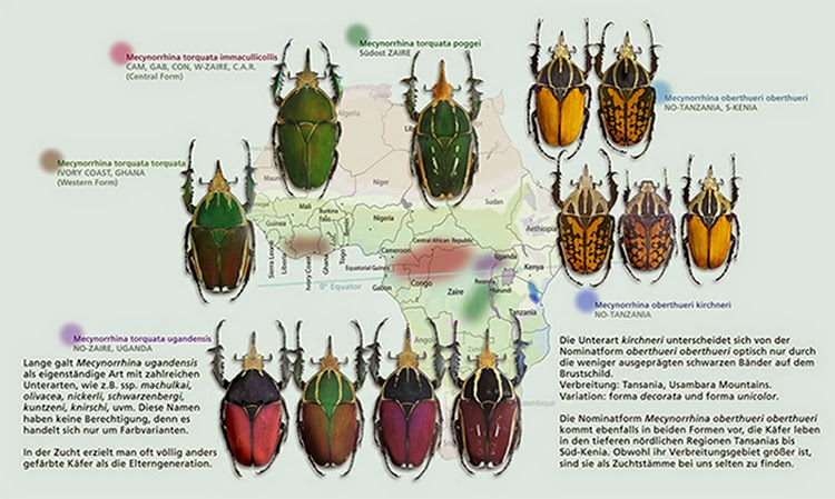 Beetles as pets: Mecynorrhina torquata or mecynorrhina ugandensis