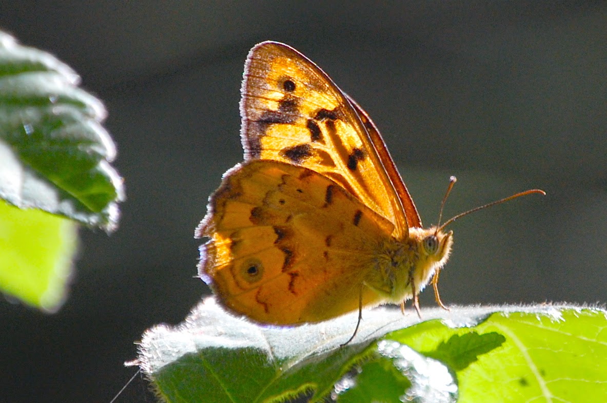 The Insect Diary: Common Brown Butterfly: Heteronympha merope