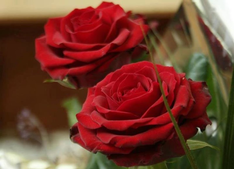 Stylish Pair of Red Rose Flowers Images Wallpapers Gift for Lovers Stylish Pair of Red Rose Flowers Images Wallpapers Gift for Lovers