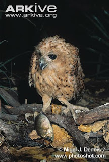 Pel's fishing owl