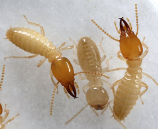 subterrain termites
