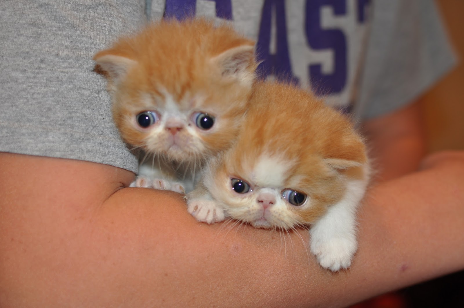 Exotic Shorthairs And Persians In Idaho Kittens On Their Way Our