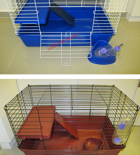 Little Pet House Your Budget Friendly Online Pet Shop in Singapore